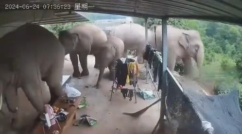 雖然當地經常有大象進村覓食的情況,但大象直接進入家中,令阿利車一家感到害怕和驚訝。(微博)