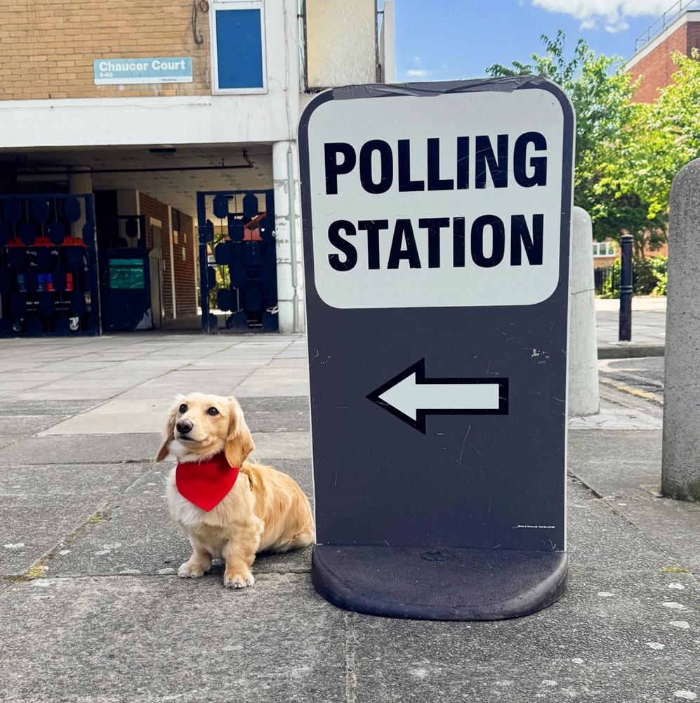 投票站狗狗「#dogsatpollingstations」。(X)