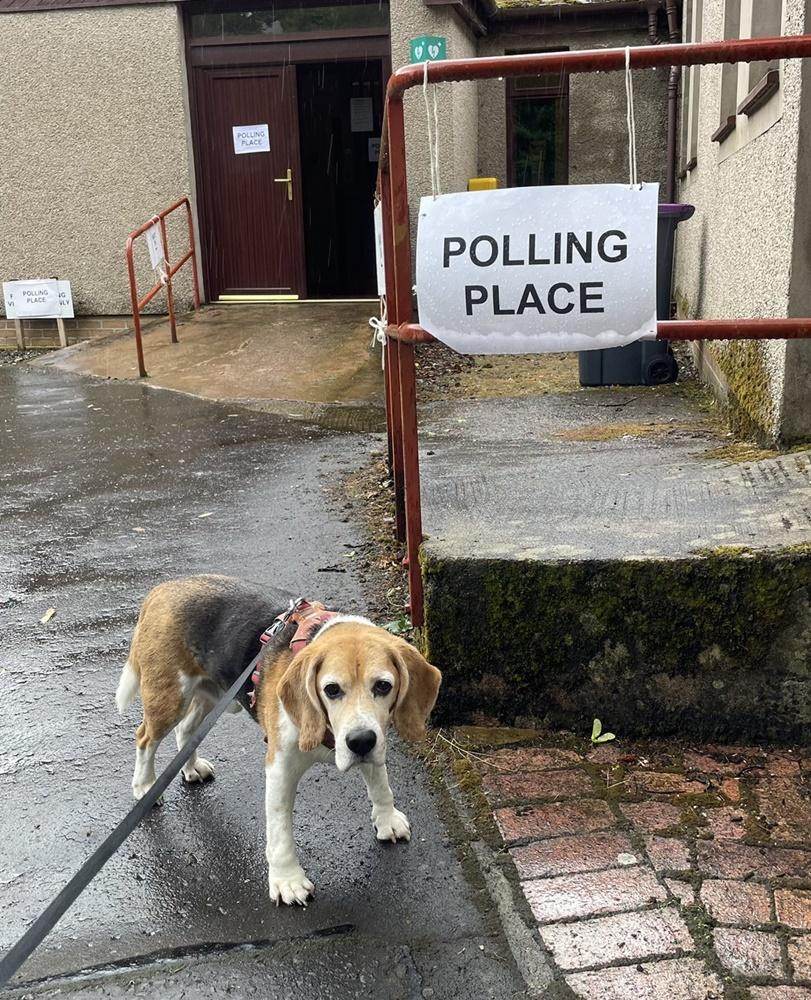 投票站狗狗「#dogsatpollingstations」。(X)