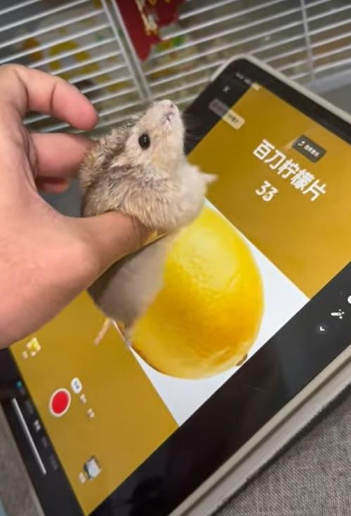 倉鼠被主人拿在手上,只見牠手腳同時快速跑動,並被移到觸控螢幕面前。(YouTube)