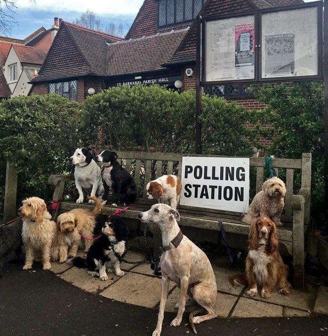 投票站狗狗「#dogsatpollingstations」。(X)