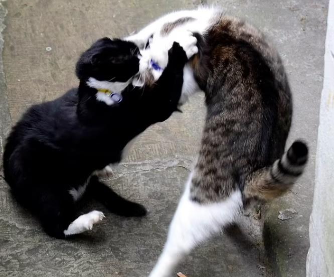 拉里與前外交部首席捕鼠官Palmerston打打鬧鬧長達4年。(2020年。網上圖片)