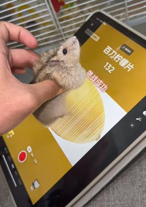 僅用約10稍,輕鬆以「132」刀結束了遊戲關卡。(YouTube)