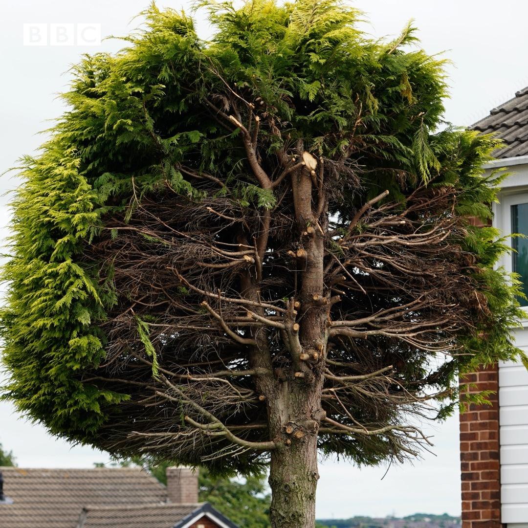 Bharat說:「我一再懇求他們不要這樣做,但他們已鐵了心。」(X)