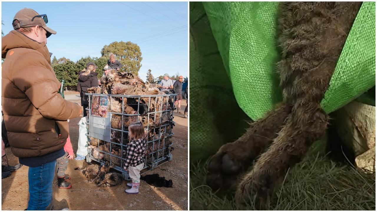 新西蘭野貓氾濫,小鎮辦親子狩獵狠殺逾400隻貓。(FB)
