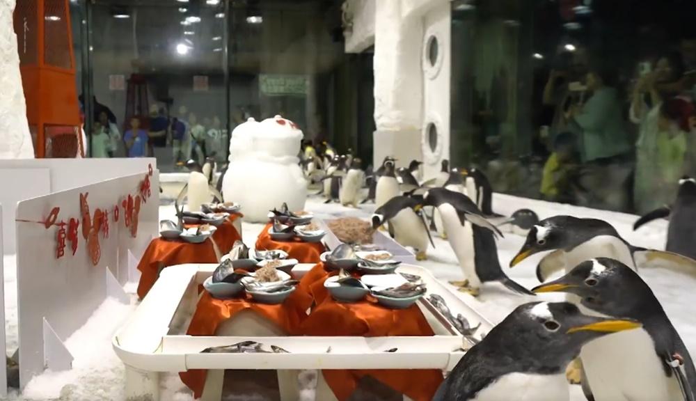企鵝賓客大吃大喝,不夠吃還有加餸。(微博)