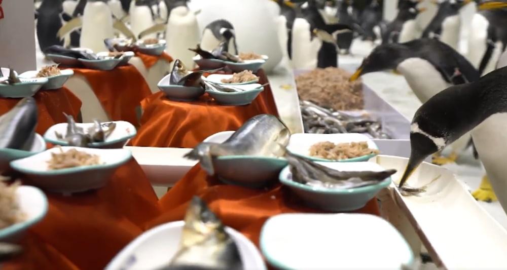 企鵝賓客大吃大喝,不夠吃還有加餸。(微博)