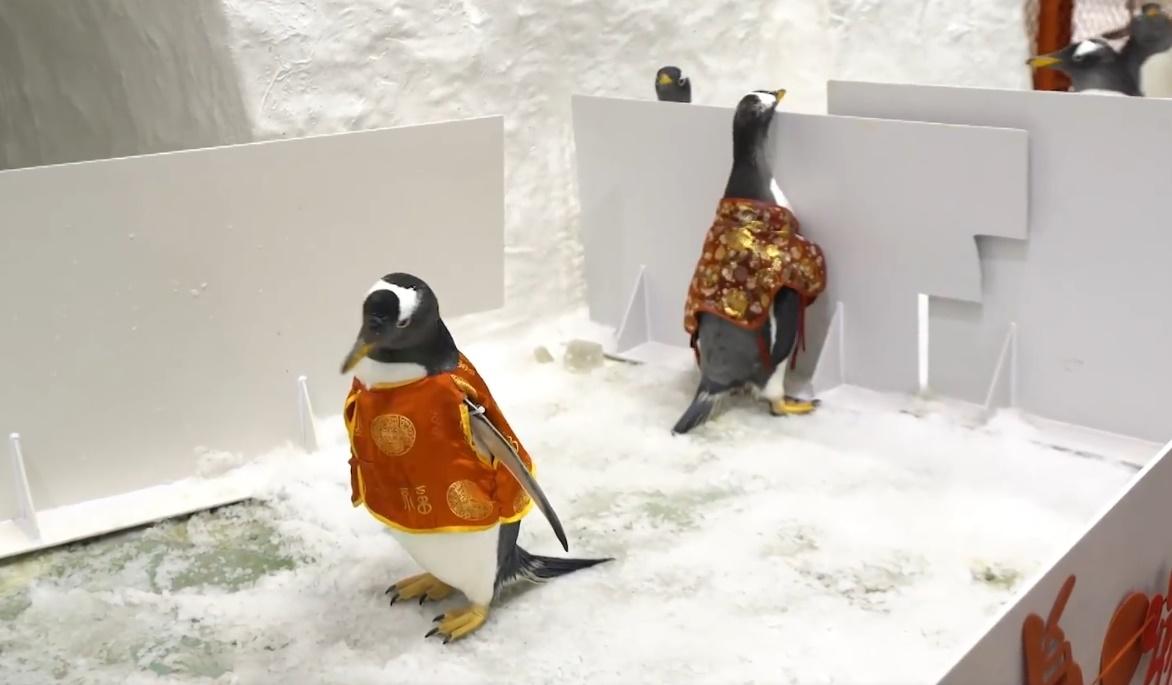 企鵝新人卻有得睇無得食的尷尬模樣,令到場觀禮的遊客和網民直呼,真的好寫實。(微博)