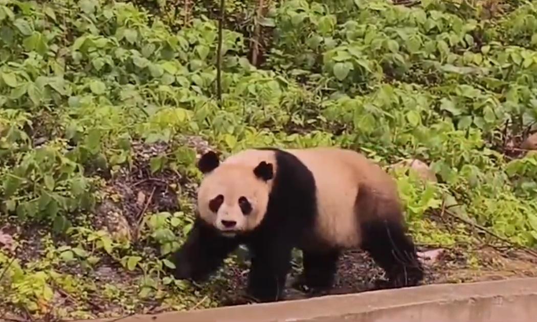 當發現有人拍攝也不慌不忙地「三步一回頭」。(微博)
