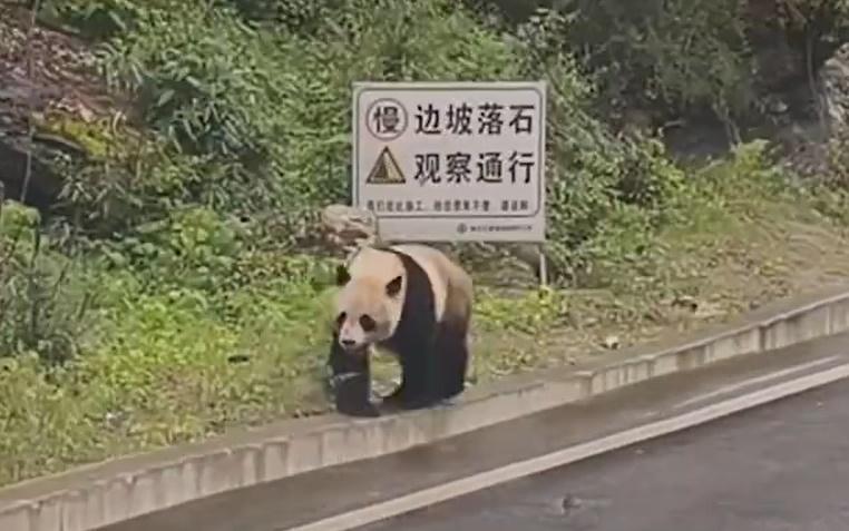 這隻大熊貓不徐不疾地穿過公路。(微博)