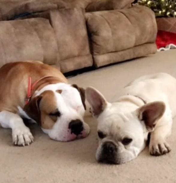 Brittany提供舊相片以證Ruger是家裡的失蹤狗狗。(X)