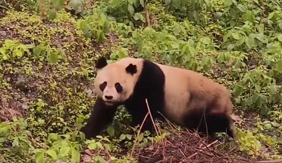 當發現有人拍攝也不慌不忙地「三步一回頭」。(微博)