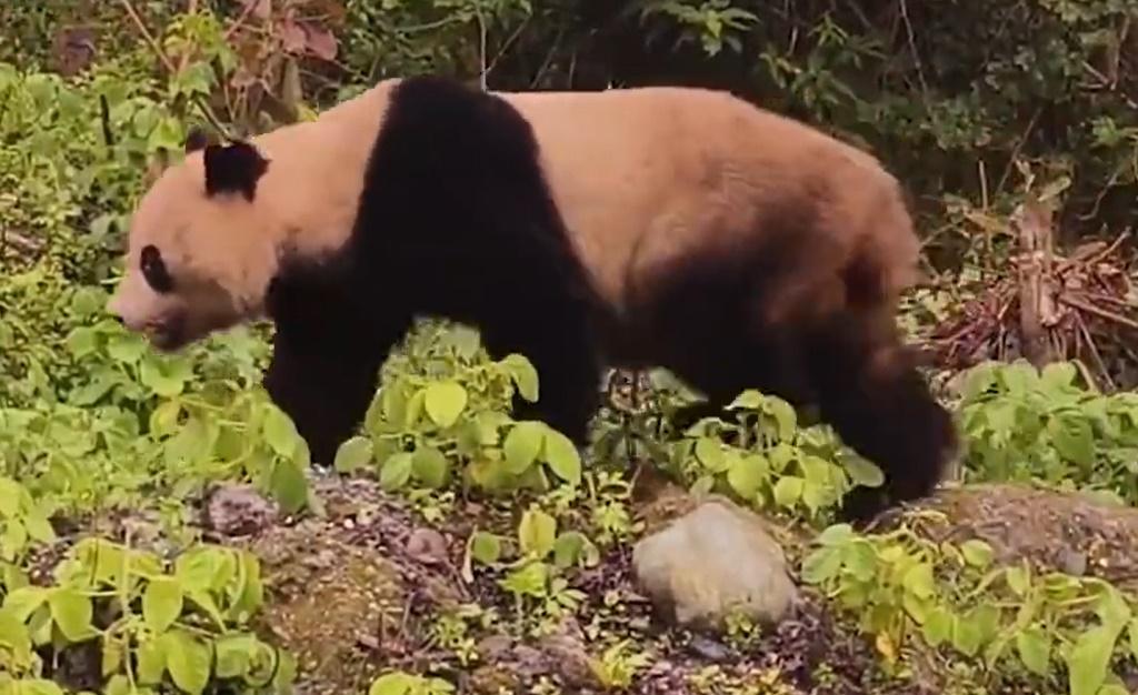 最近時與車輛僅約1米距離。(微博)