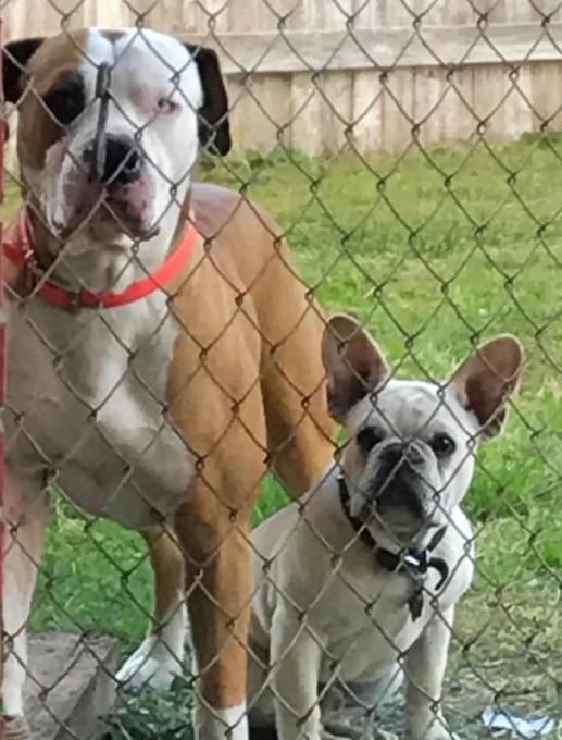 Brittany提供舊相片以證Ruger是家裡的失蹤狗狗。(X)