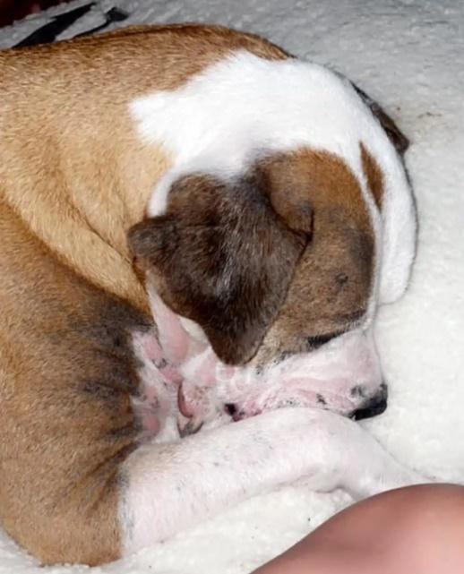 Brittany說,Ruger也似乎認出這個家,表現得放鬆自在。(X)