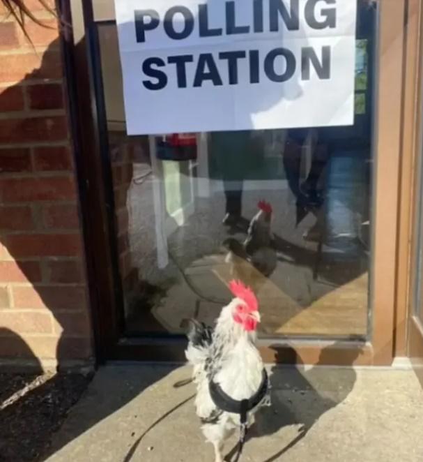 貓、公雞、馬一同去「投票」。(X)