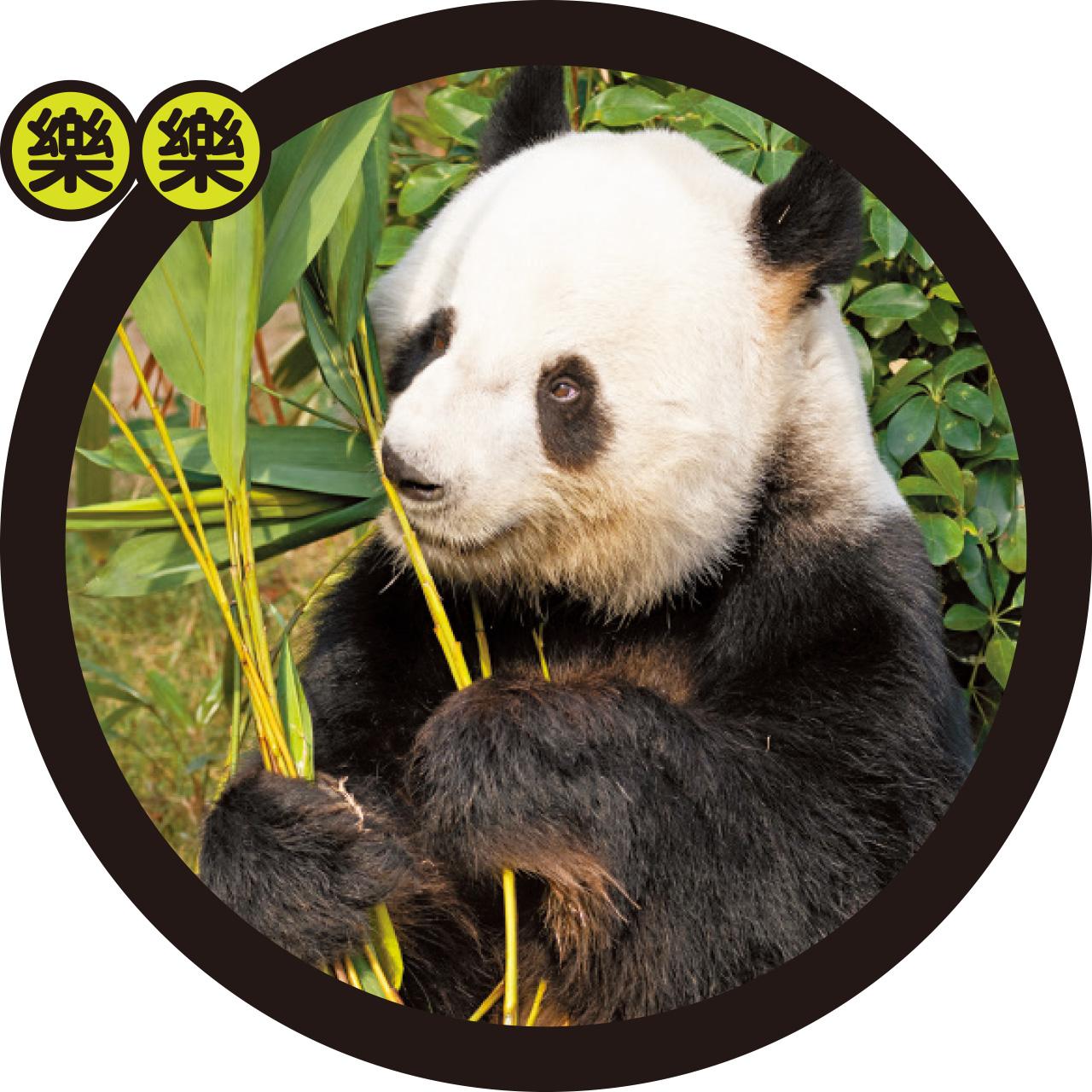 大熊貓 樂樂