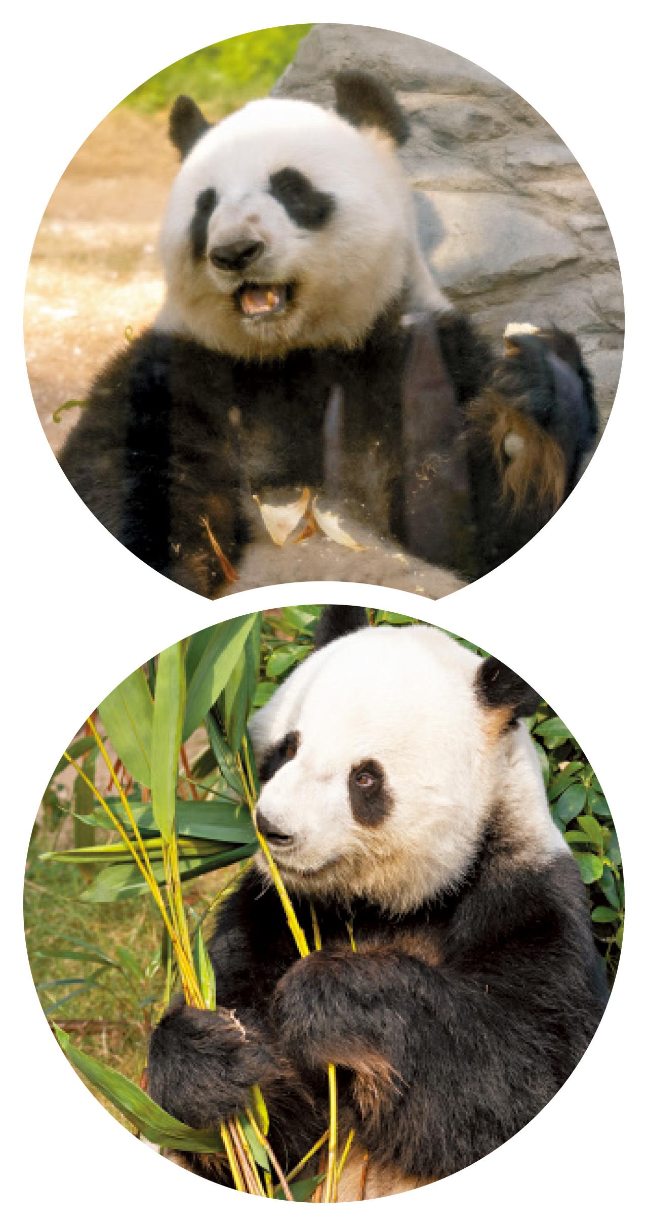 大熊貓 盈盈 樂樂