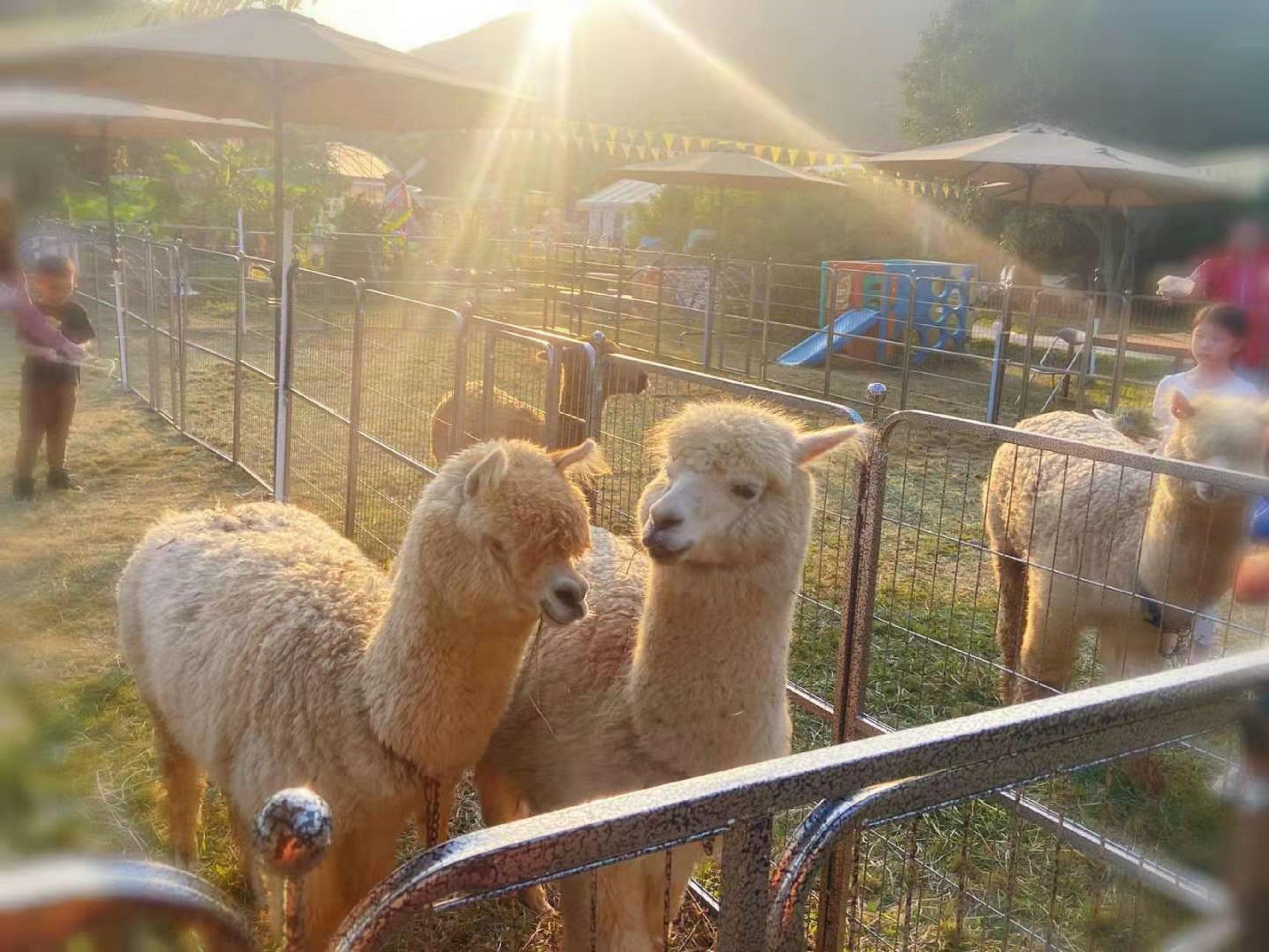 親子農莊推介|5. 元朗菠蘿園有機薈低碳農莊