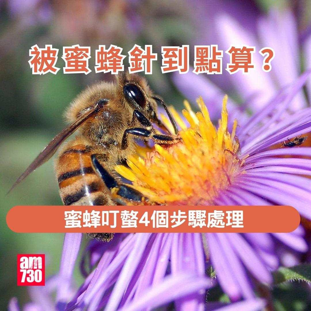 被蜜蜂針點算?處理方法4步驟。(am730製圖)