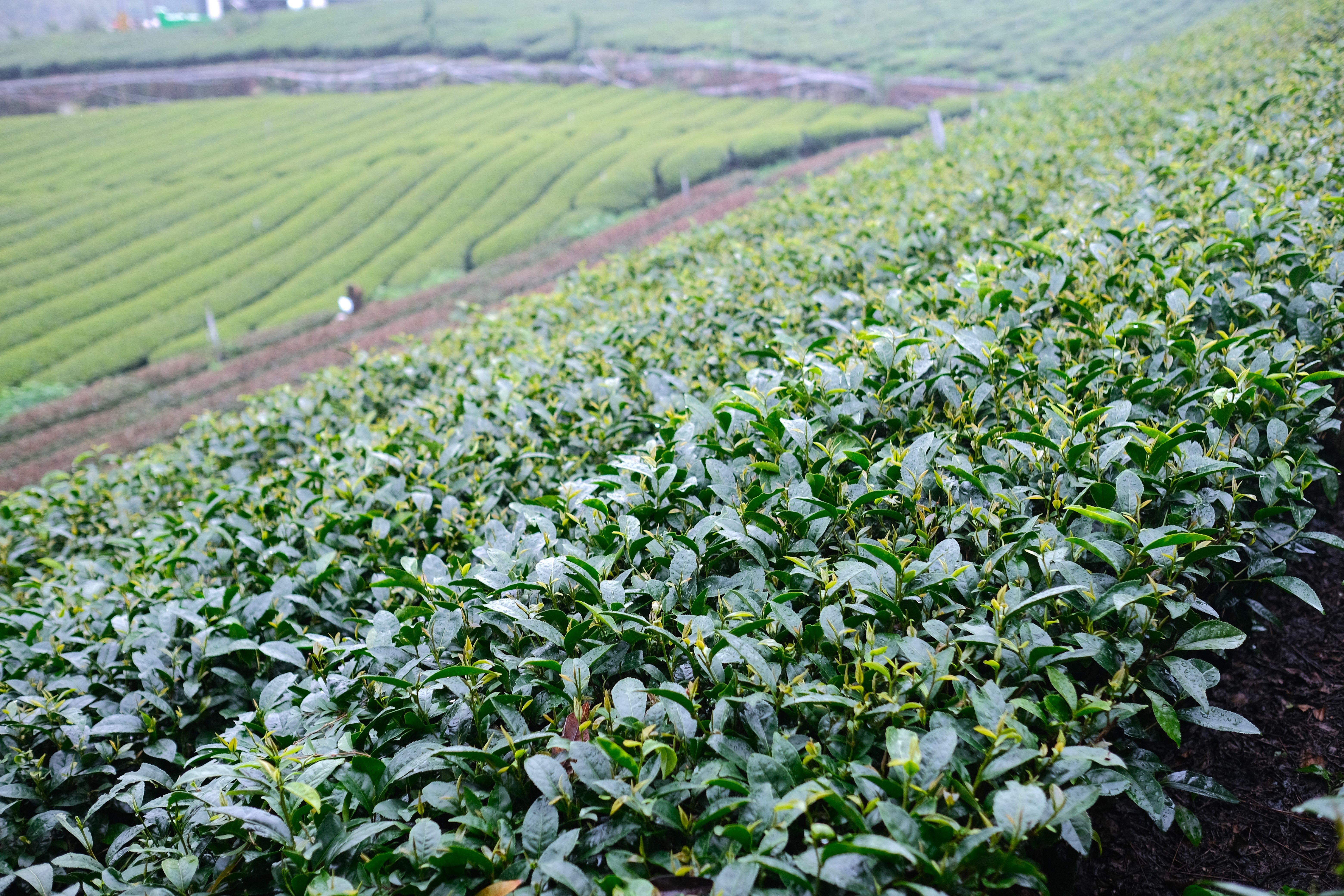在阿里山獲獎無數的茶園「林園製茶」
