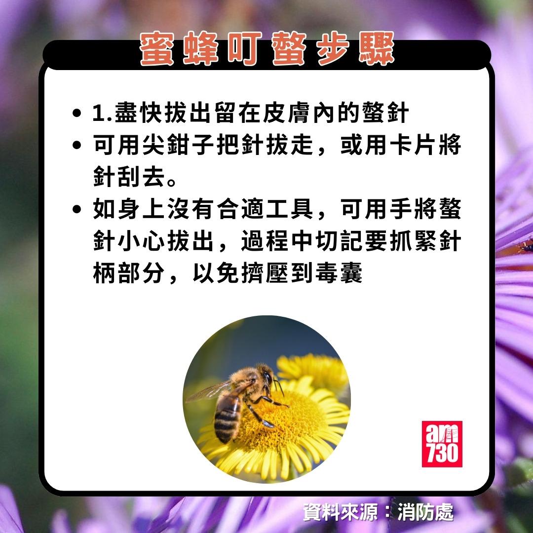 被蜜蜂針點算?處理方法4步驟。(am730製圖)