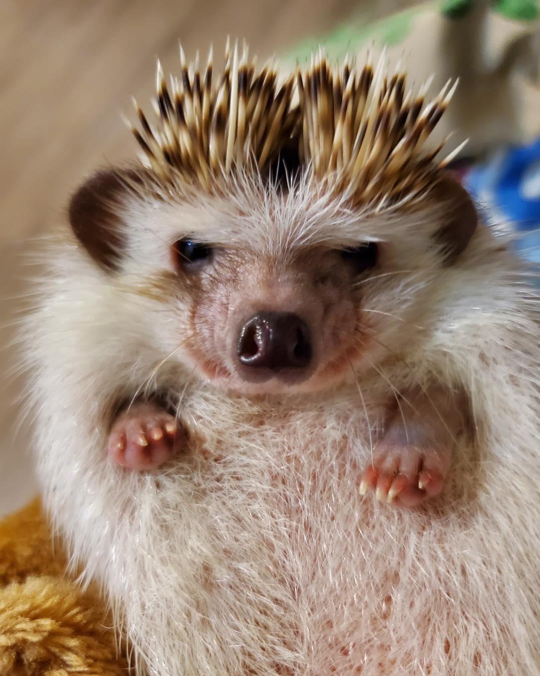 香港刺蝟協會終止領養服務(香港刺蝟協會facebook圖片)