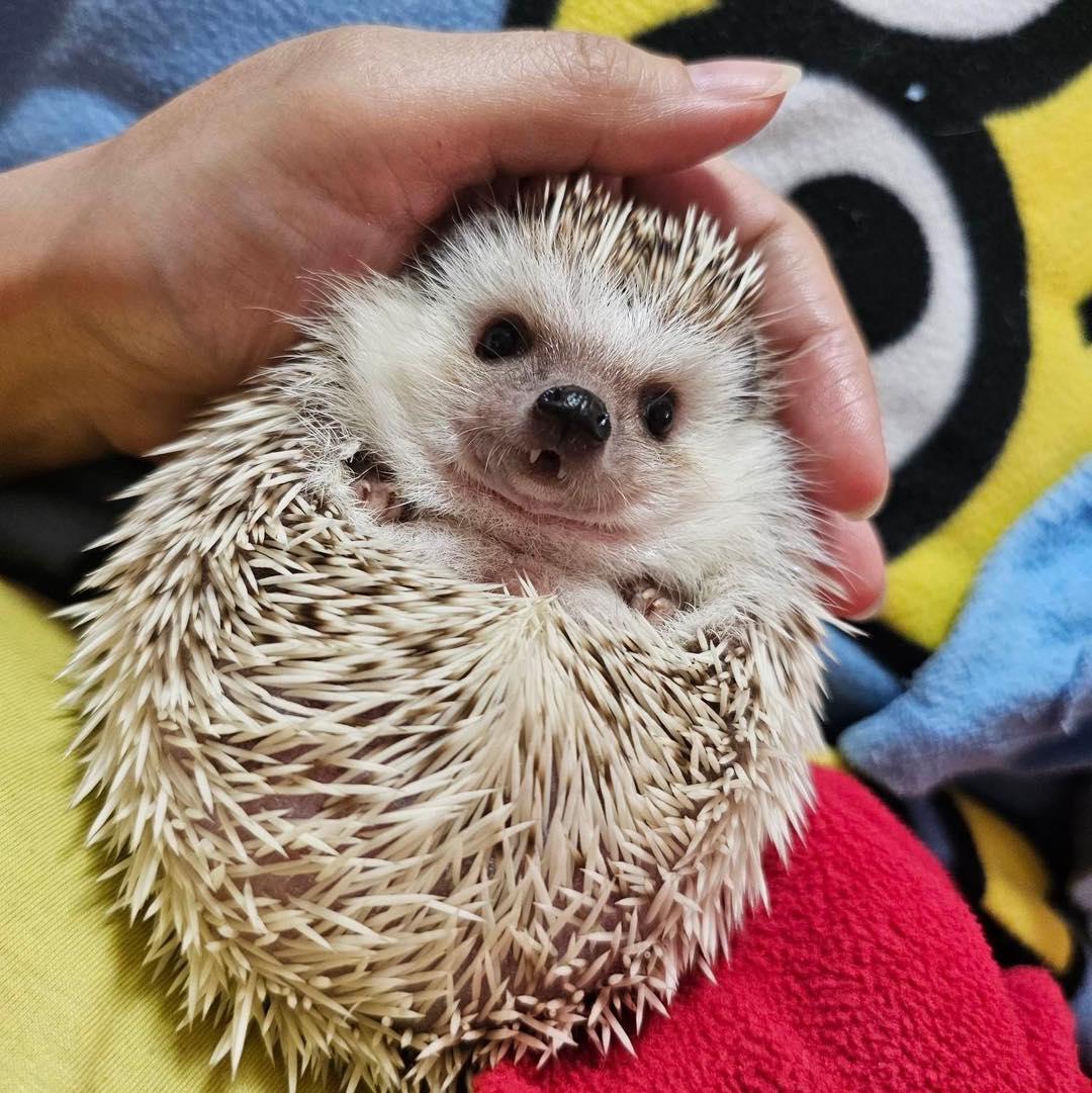 香港刺蝟協會終止領養服務(香港刺蝟協會facebook圖片)