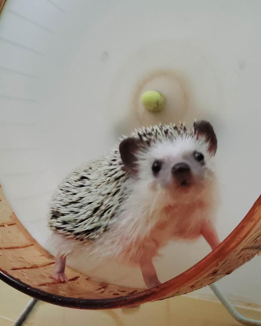 香港刺蝟協會終止領養服務(香港刺蝟協會facebook圖片)