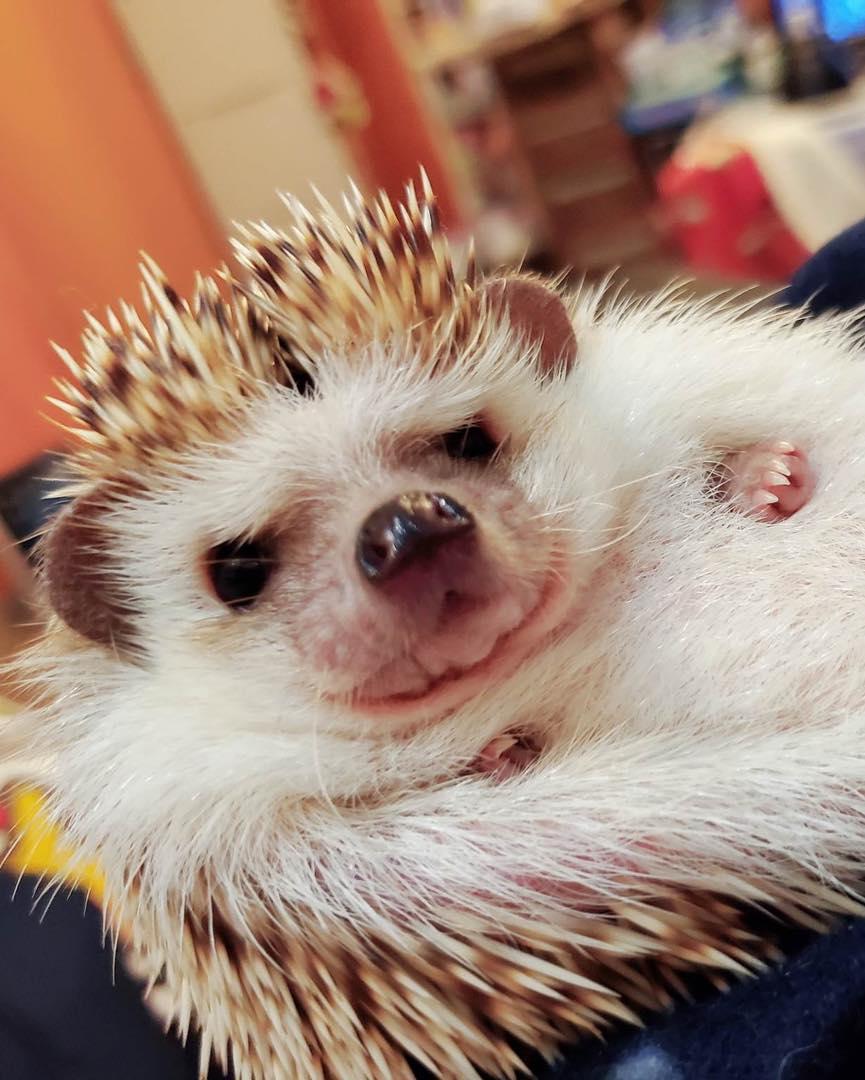 香港刺蝟協會終止領養服務(香港刺蝟協會facebook圖片)