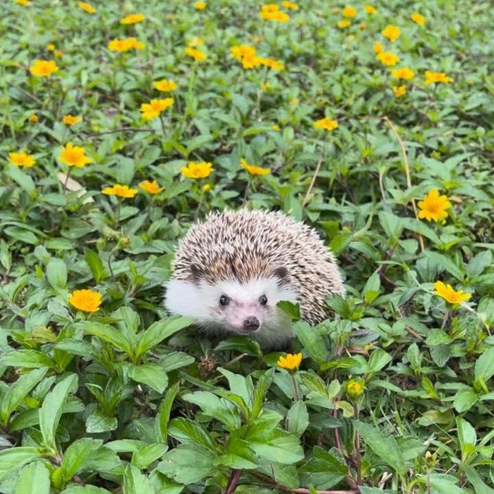 香港刺蝟協會終止領養服務(香港刺蝟協會facebook圖片)