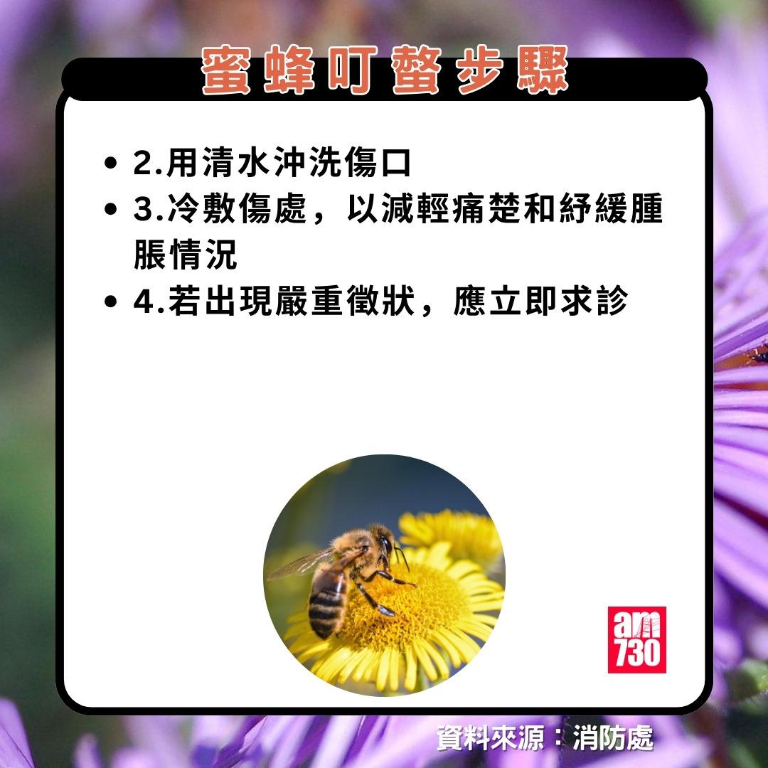被蜜蜂針點算?處理方法4步驟。(am730製圖)