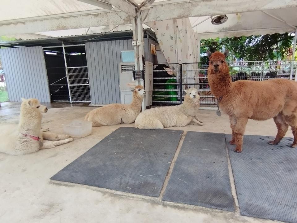 親子農莊推介|5. 元朗菠蘿園有機薈低碳農莊