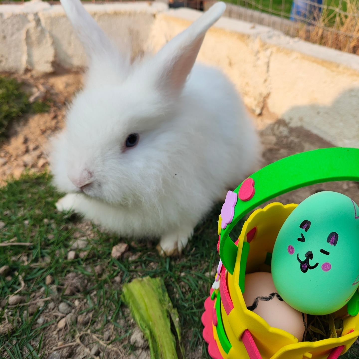 親子農莊推介|3. 元朗小白兔音樂農莊
