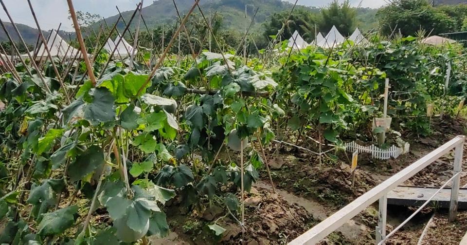 親子農莊推介|5. 元朗菠蘿園有機薈低碳農莊