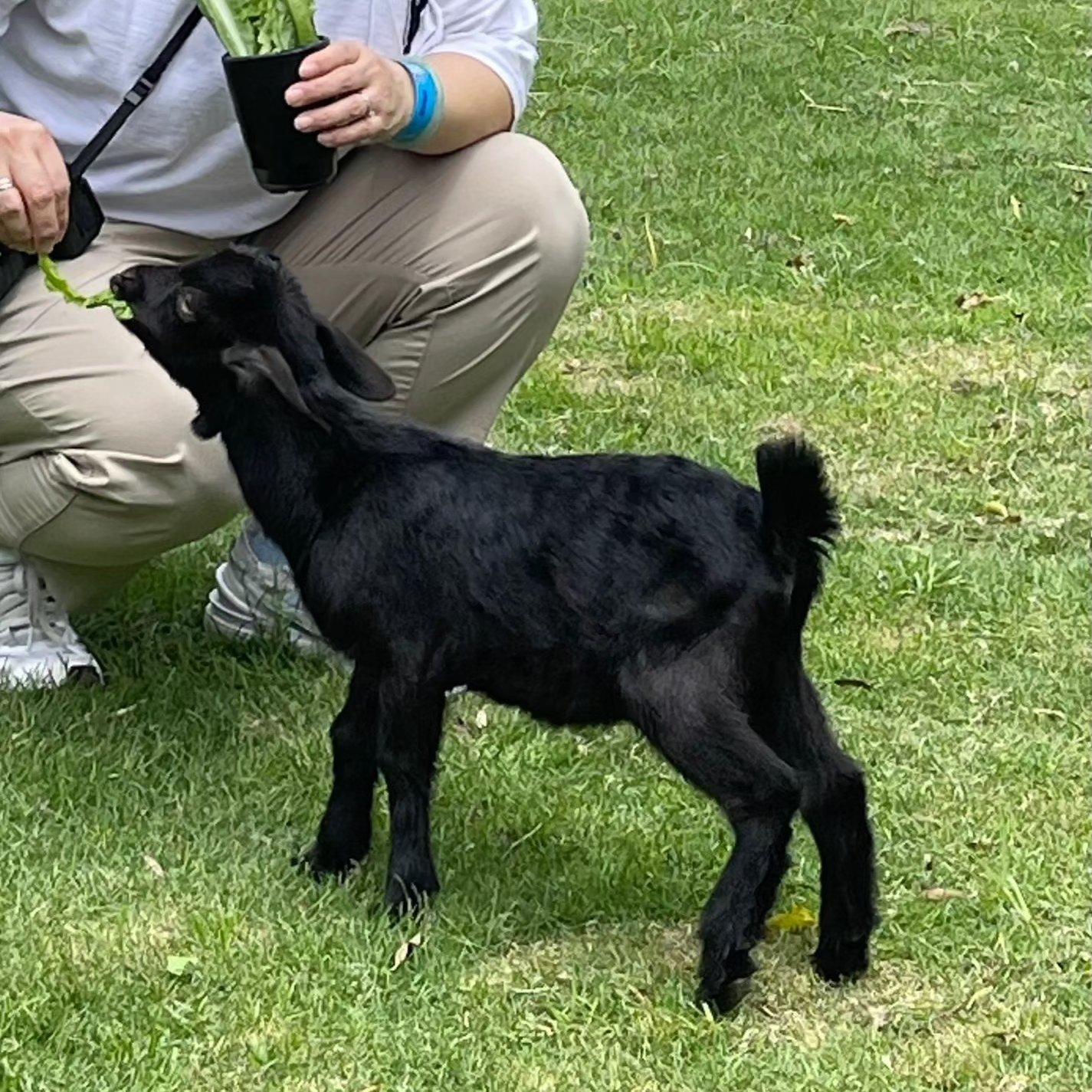 親子農莊推介|3. 元朗小白兔音樂農莊