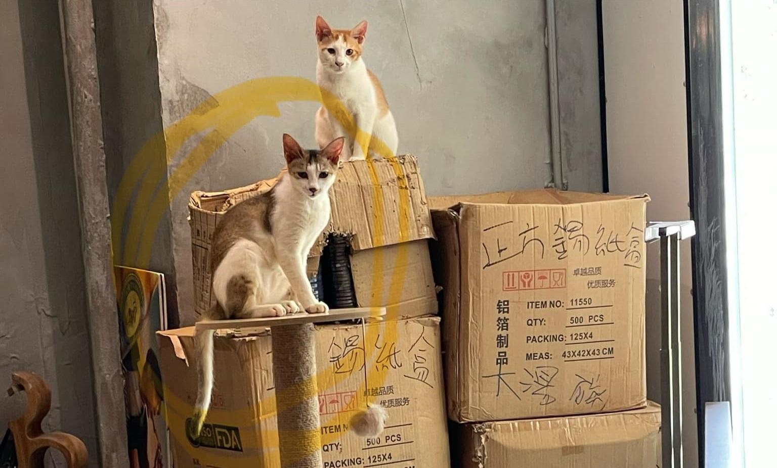 「泰Cool」唐貓「泰妹」早前遭人盜去。(泰Cool fb圖)