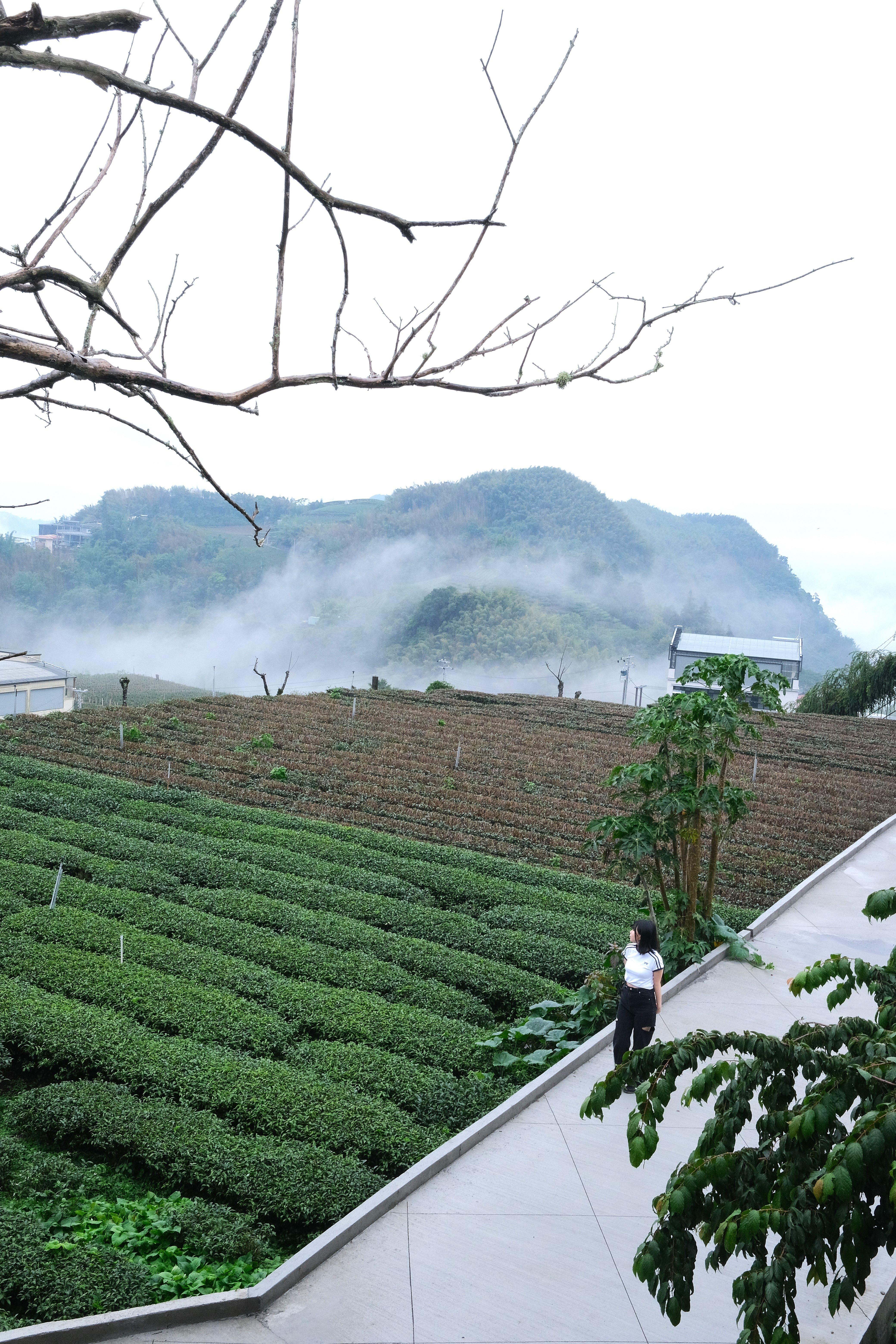 茶園常常被雲霧包圍,仙氣飄飄