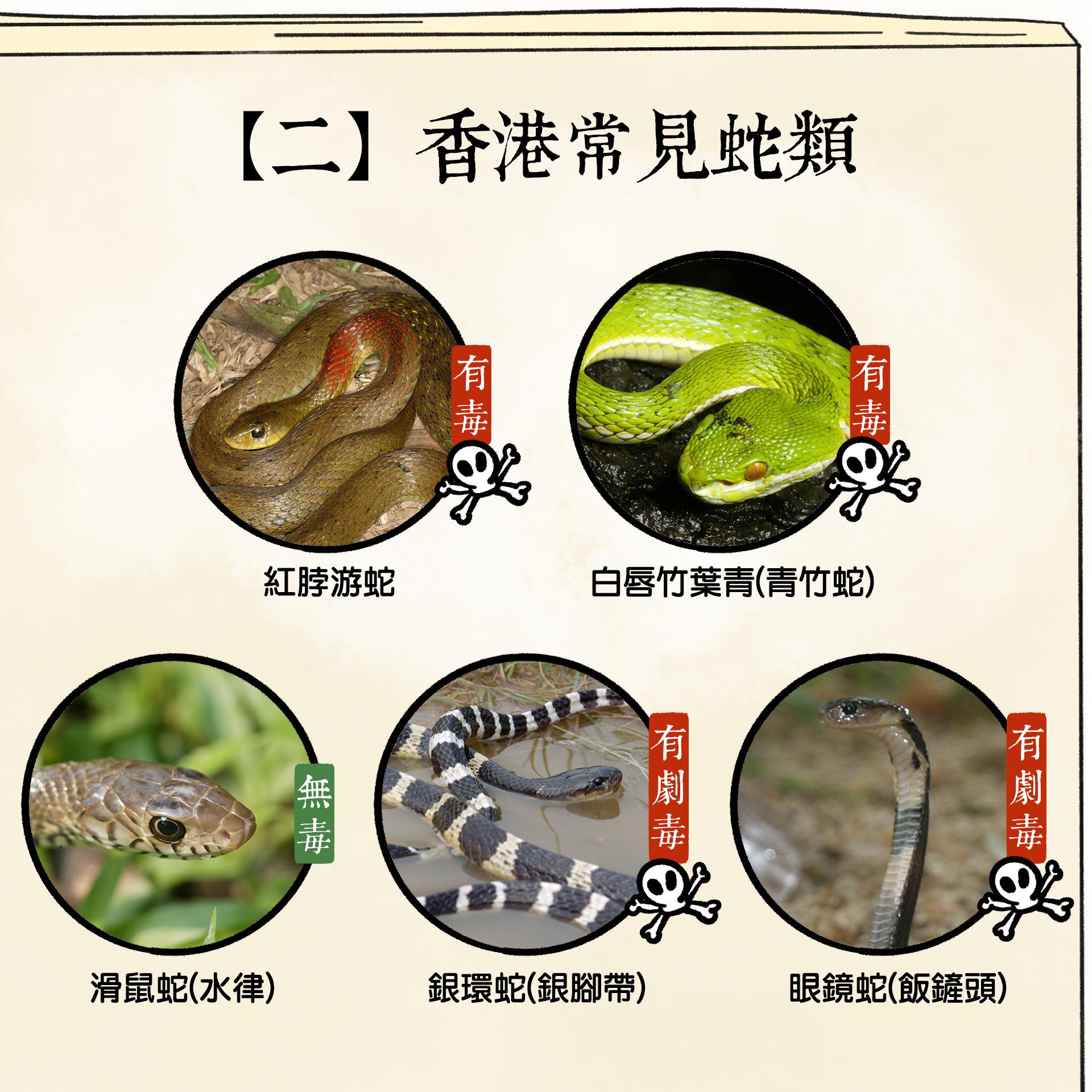 被蛇咬處理|香港常見蛇類,包括有毒的紅脖游蛇和青竹蛇(香港郊野公園FB)