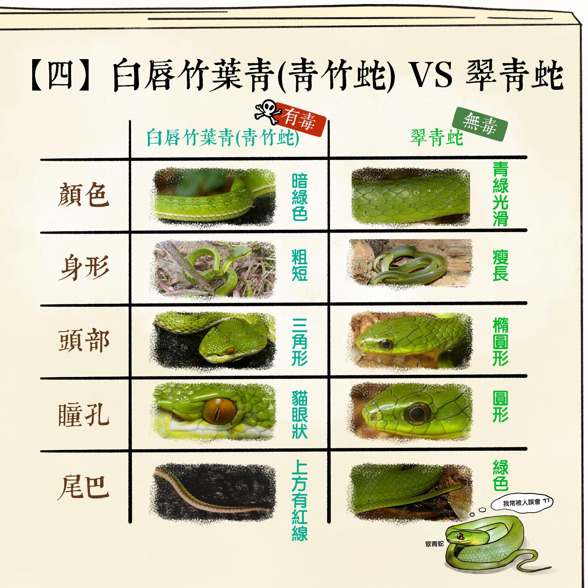 被蛇咬處理|青竹蛇和翠青蛇的分別(香港郊野公園FB)