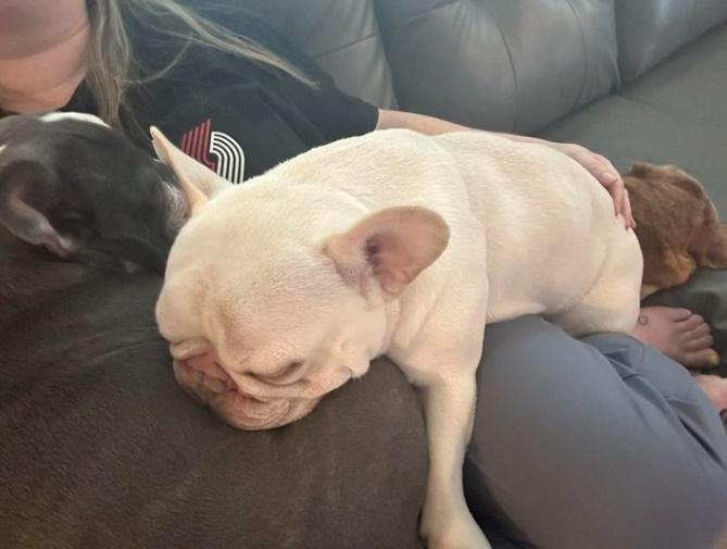 狗主:航空公司應該改變政策對狗狗更加友善。(IG)