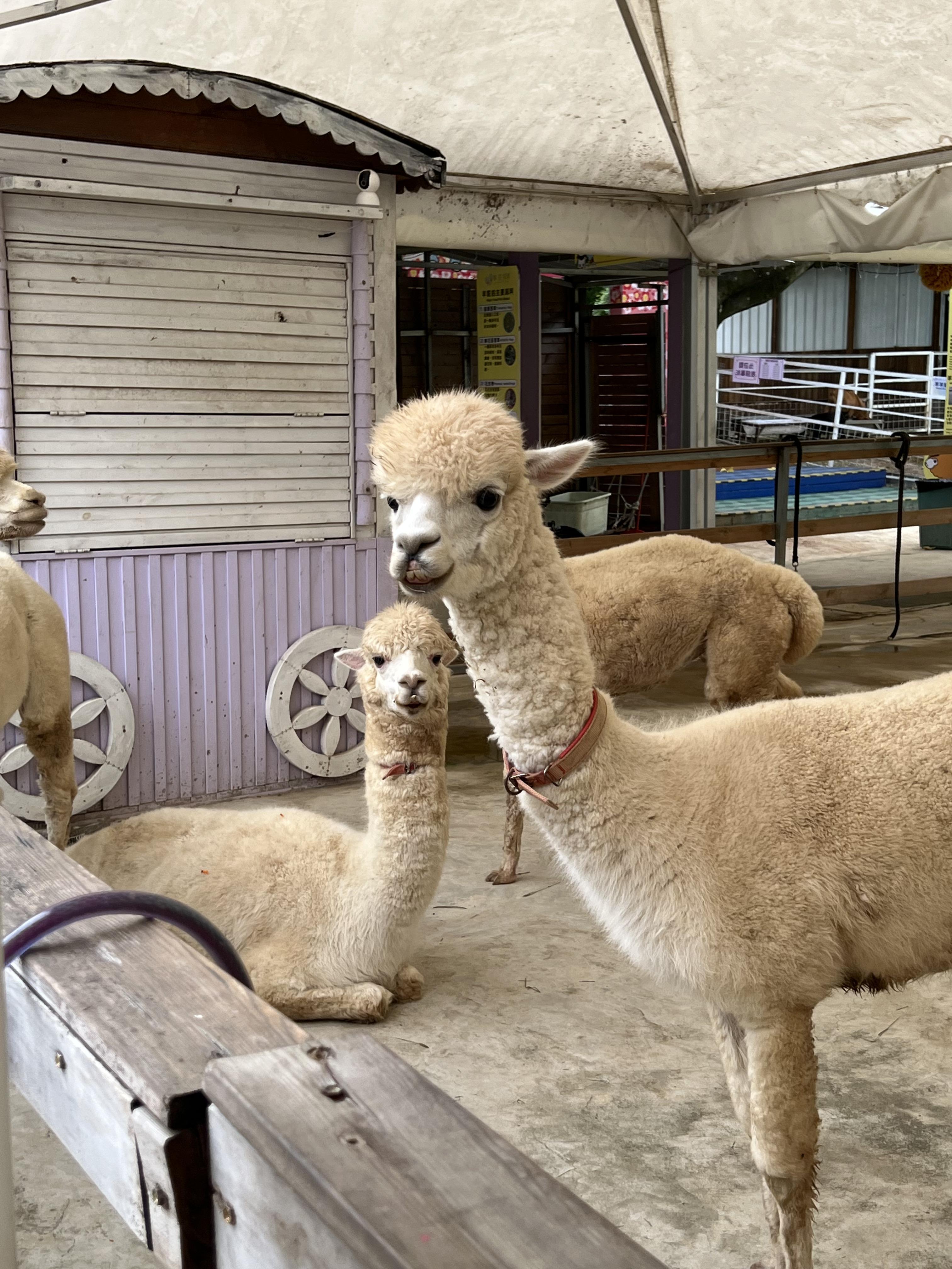 親子農莊推介|2. 大埔蝶豆花園