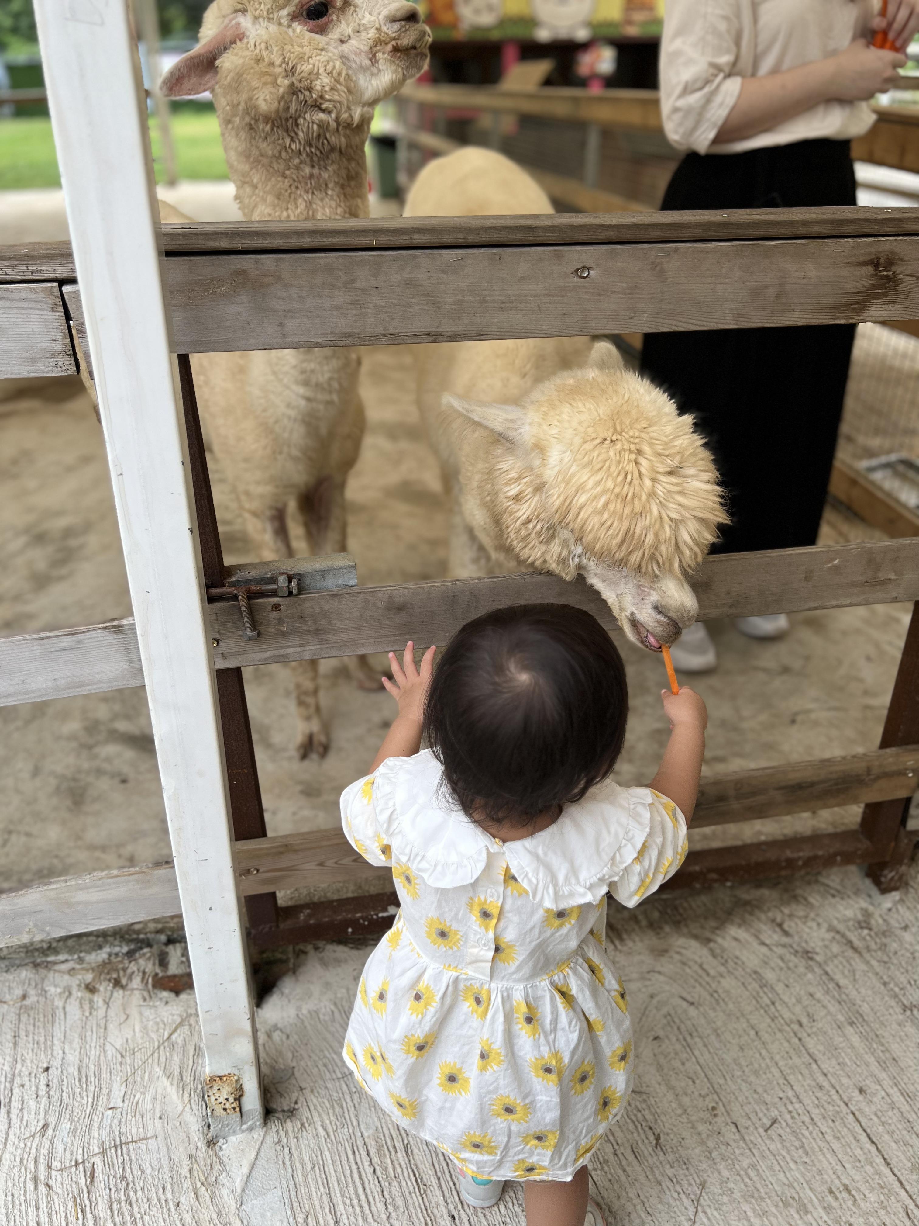 親子農莊推介|2. 大埔蝶豆花園