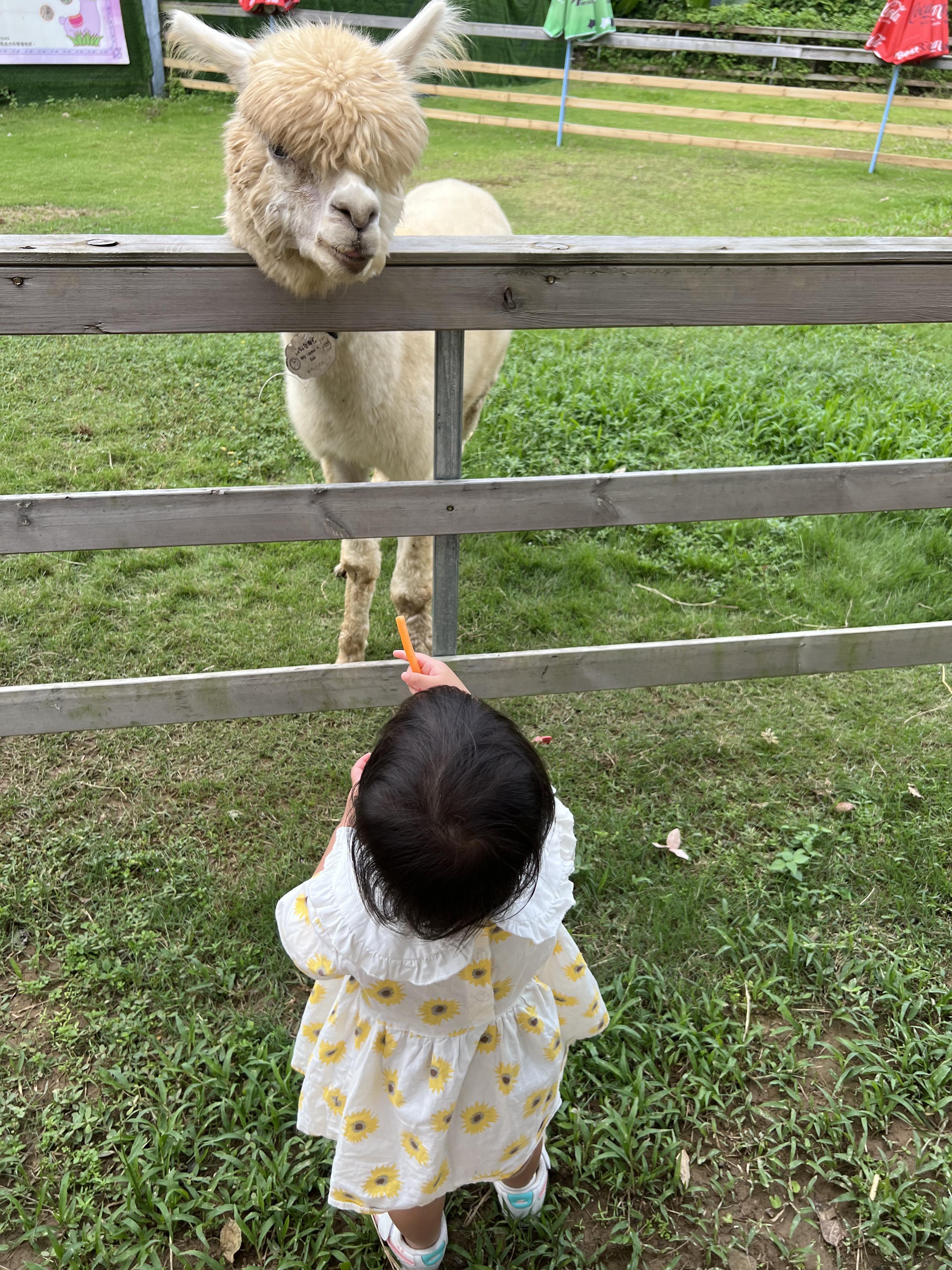 親子農莊推介|2. 大埔蝶豆花園