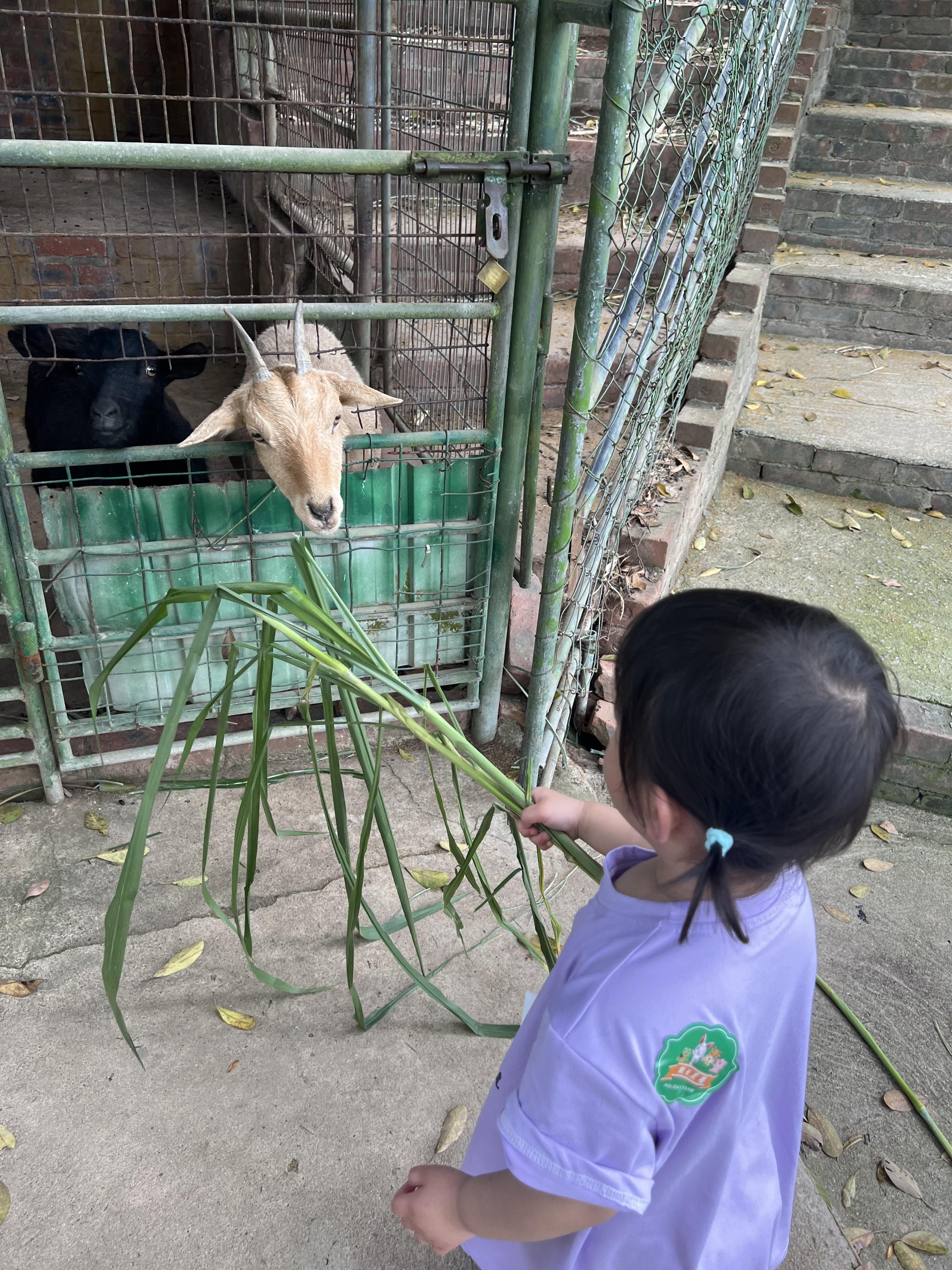 親子農莊推介|1. 上水假日農場