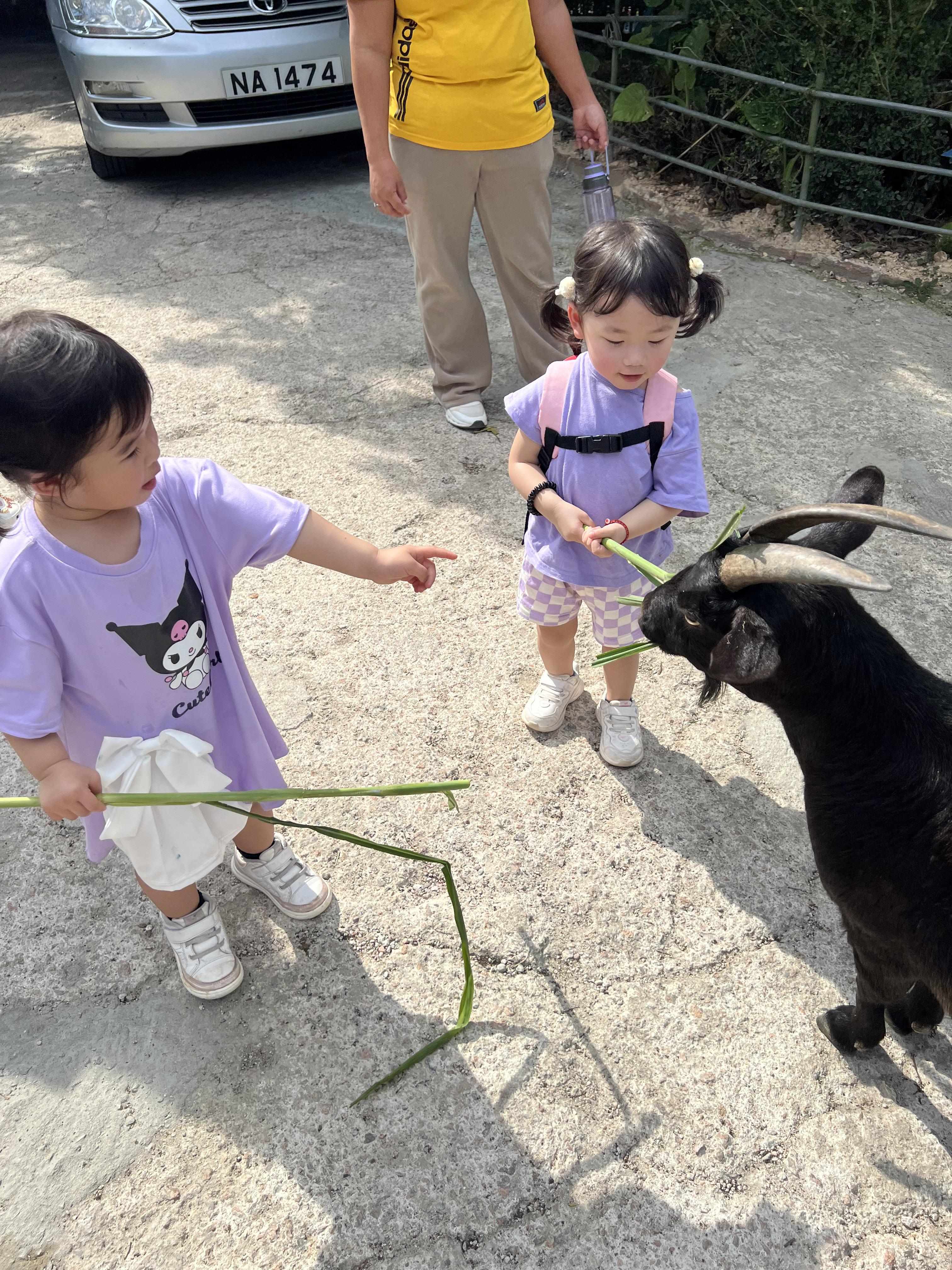 親子農莊推介|1. 上水假日農場