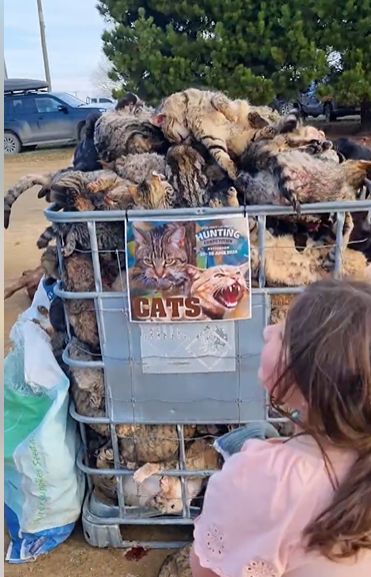 新西蘭野貓氾濫 小鎮辦親子狩獵狠殺逾400隻貓(有片)