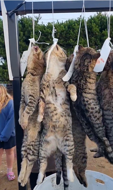 新西蘭野貓氾濫 小鎮辦親子狩獵狠殺逾400隻貓(有片)