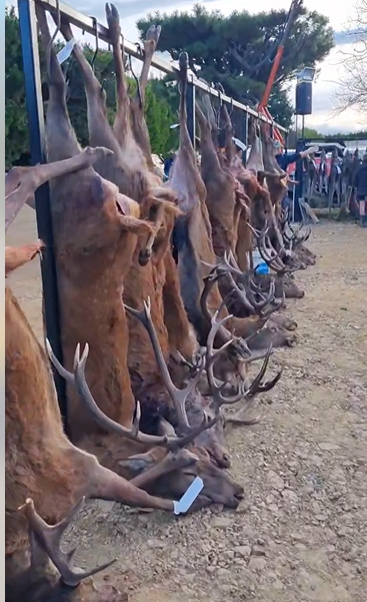 新西蘭野貓氾濫 小鎮辦親子狩獵狠殺逾400隻貓(有片)