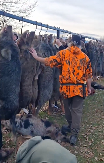 新西蘭野貓氾濫 小鎮辦親子狩獵狠殺逾400隻貓(有片)